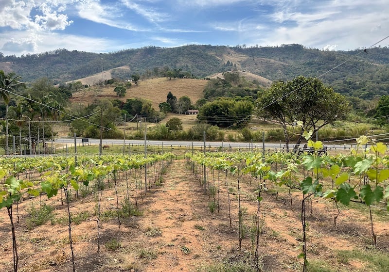Plantação de uva na Familia Silotto