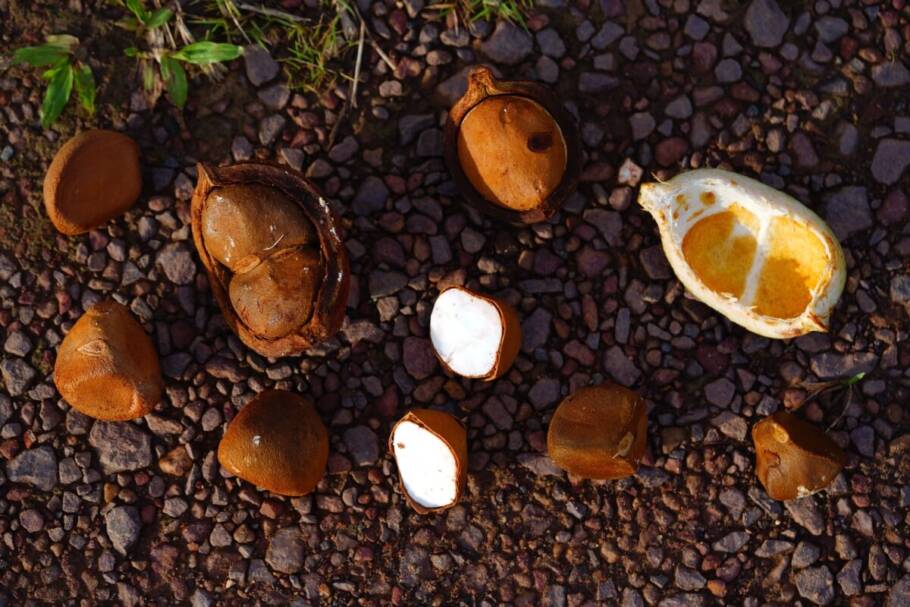 A andiroba pode ajudar a aliviar sintomas de alergias e inflamações (Imagem: juerginho | Shutterstock)