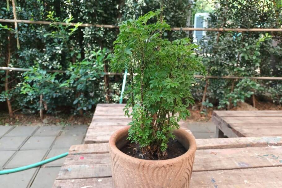 A árvore-da-felicidade atrai prosperidade e não deixa a alegria ir embora da casa (Imagem: patty de espinafre | Shutterstock)