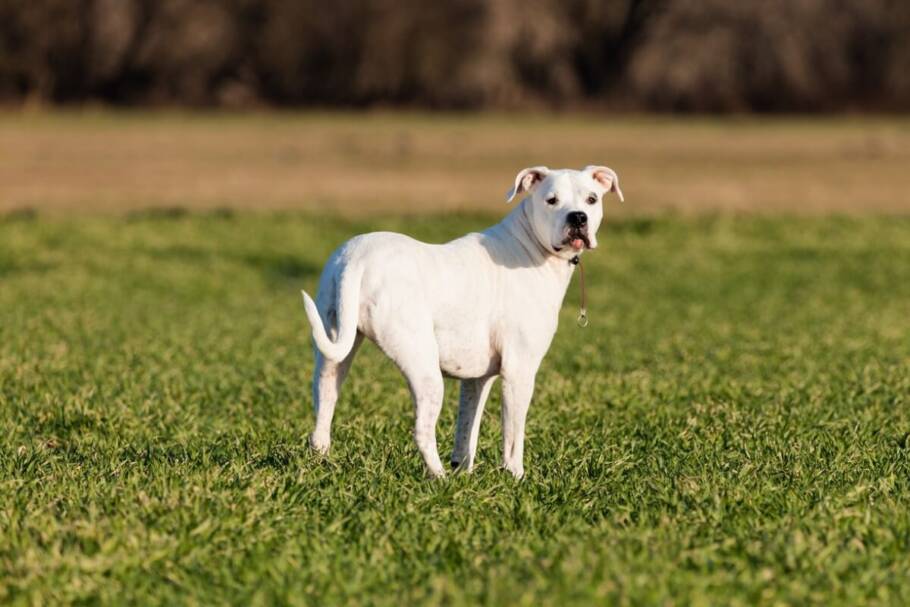 O dogo argentino precisa de exercícios diários intensos (Imagem: Rafal Rutkowski | Shutterstock)