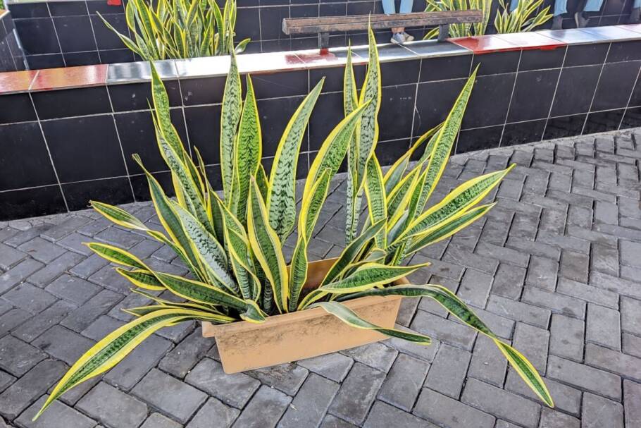 A espada-de-são-jorge tem ação purificadora para os ambientes e atrai boas energias (Imagem: Tria last | Shutterstock)