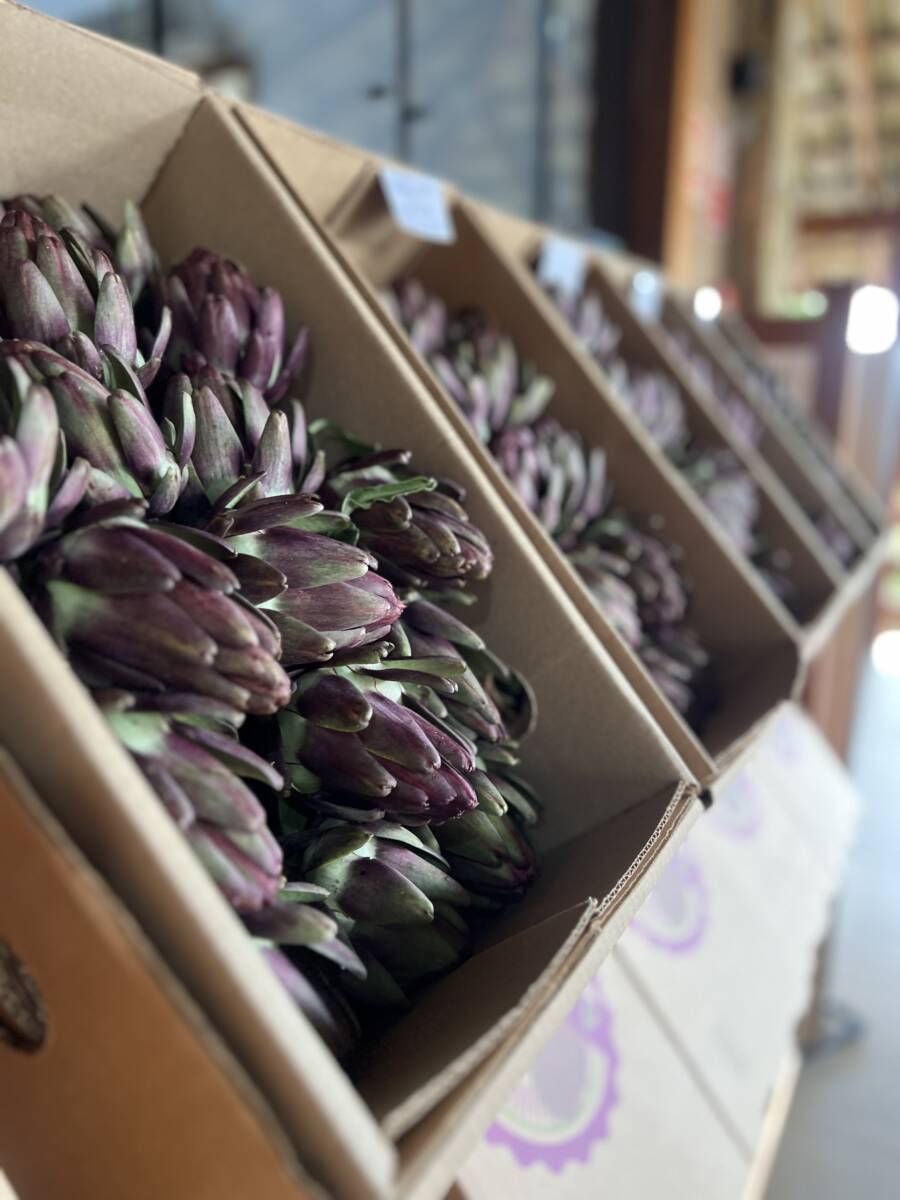 A alcachofra é uma planta que chega a um metro de altura e é bastante conhecida pelo sabor e por suas propriedades medicinais