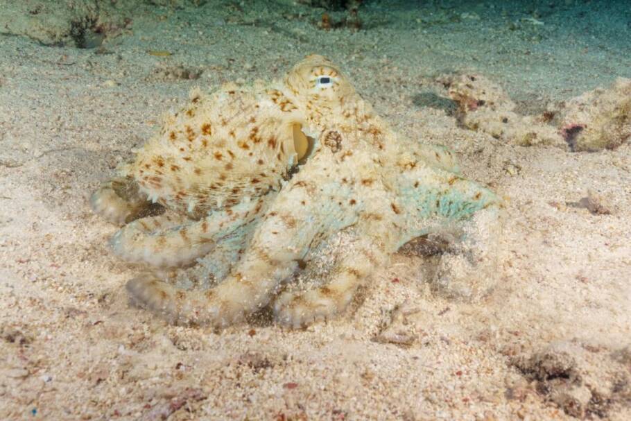 O polvo tem uma habilidade impressionante de se camuflar perfeitamente no ambiente em que está (Imagem: Artur_Sarkisyan | Shutterstock)