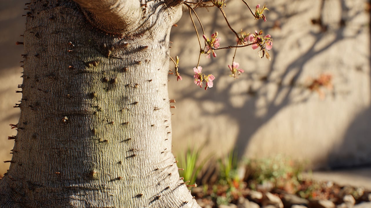 O pau-de-rosas (Ceiba speciosa), conhecido também como paineira, é uma árvore nativa da América do Sul