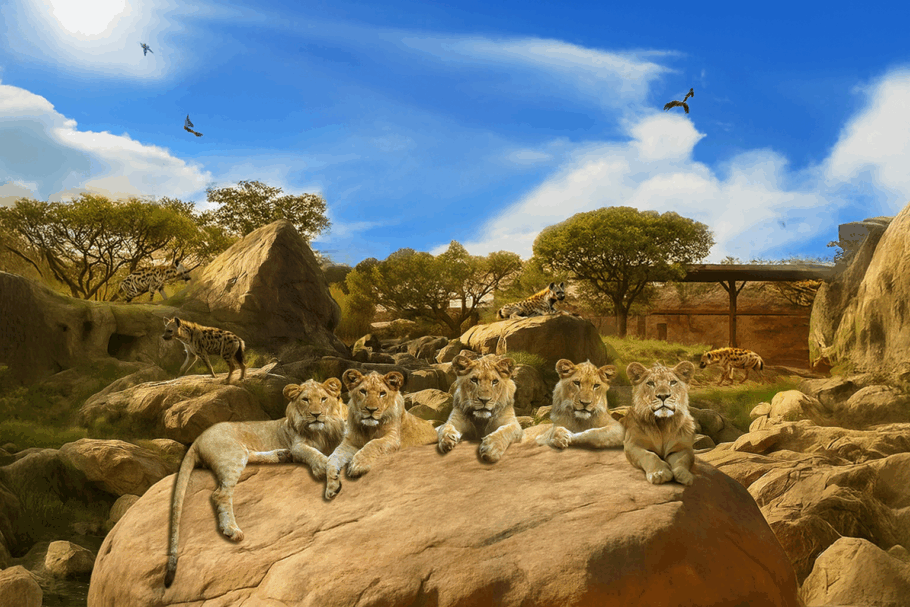 Visitantes do parque poderão observar leões e hienas em um novo habitat imersivo que representará o coração da savana africana