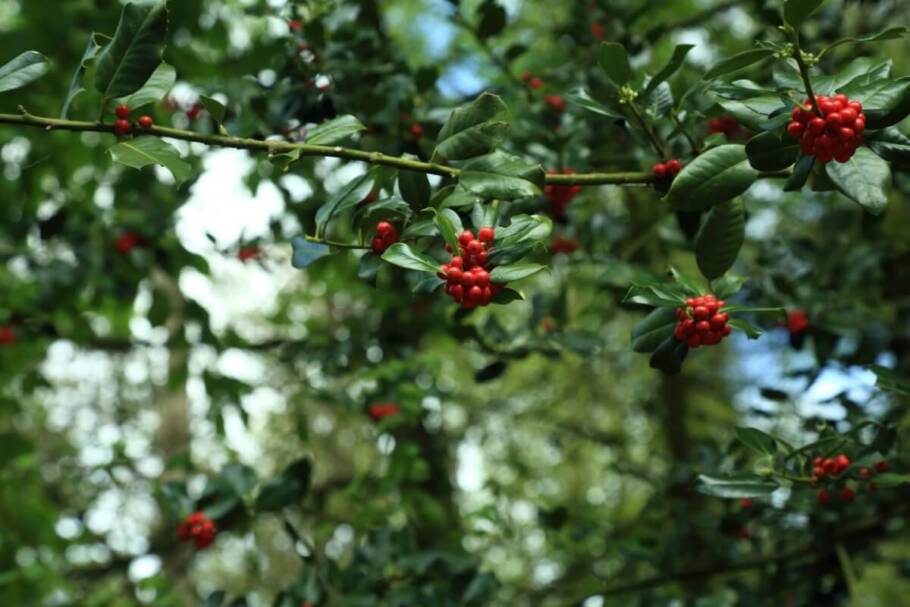 O azevinho faz parte das plantas tradicionais de Natal que são tóxicas aos pets (Imagem: Amrita Atma | Shutterstock)