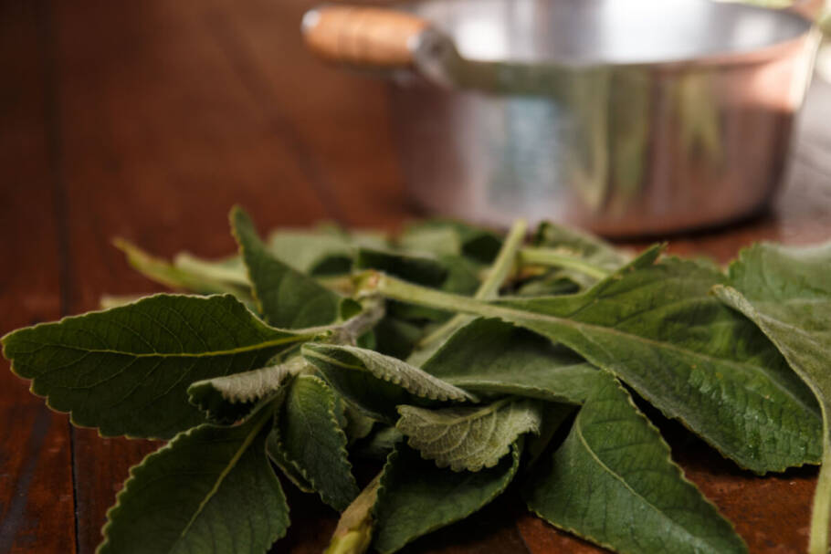 O banho de boldo é um dos mais poderosos quando o assunto é eliminar energias negativas (Imagem: wesleyrocio | Shutterstock)