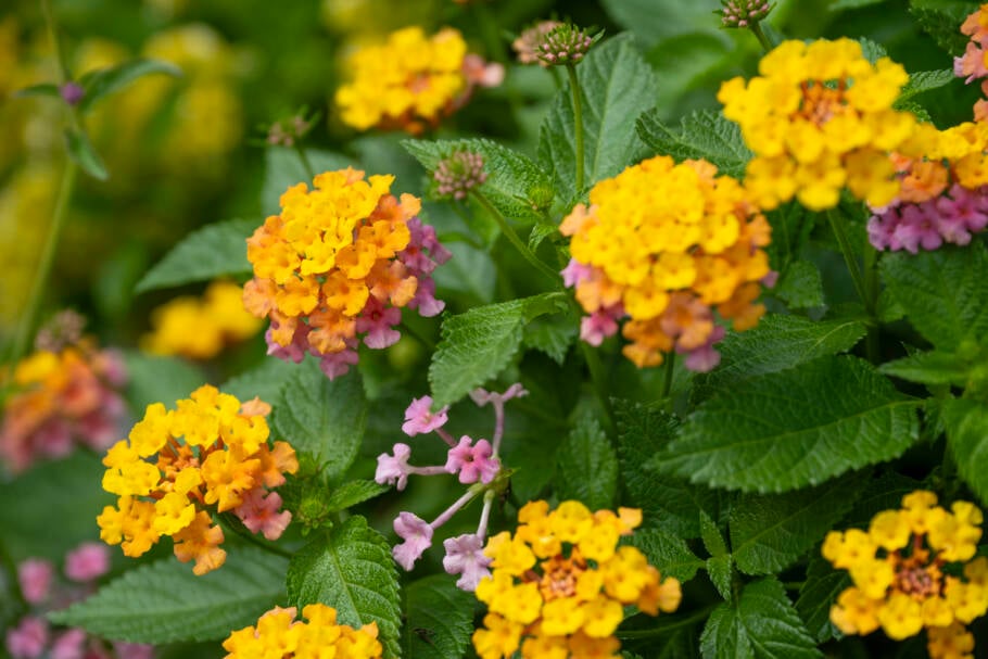 Lantana promove uma explosão de cores no jardim