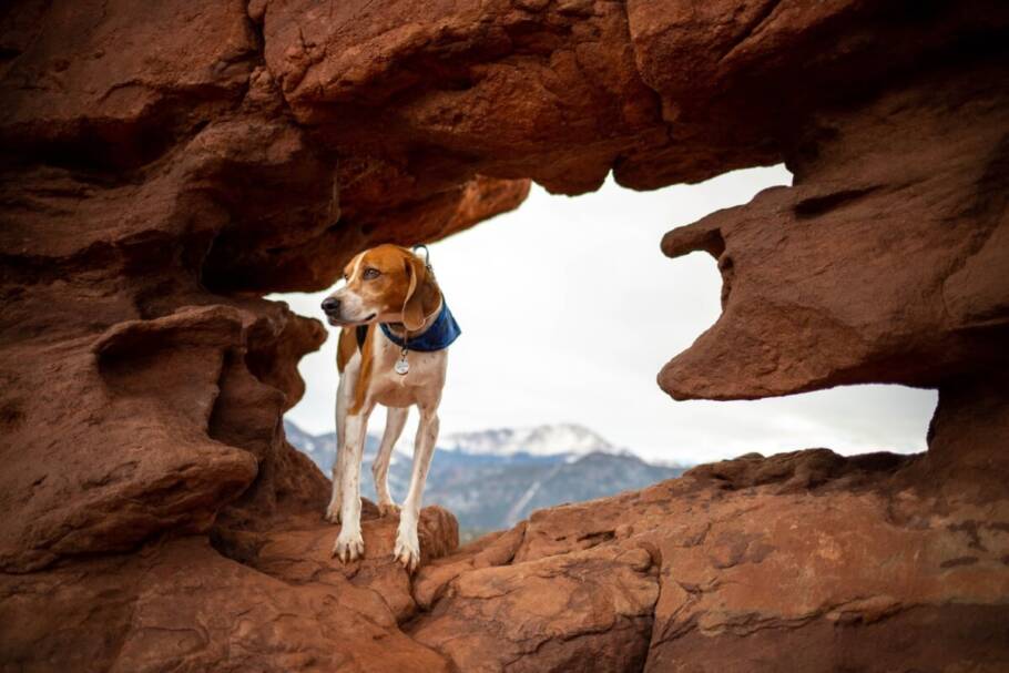 Para a saúde de cães enérgicos como os da raça foxhound americano, oferecer estímulos físicos e mentais é essencial (Imagem: Cavan-Images | Shutterstock)