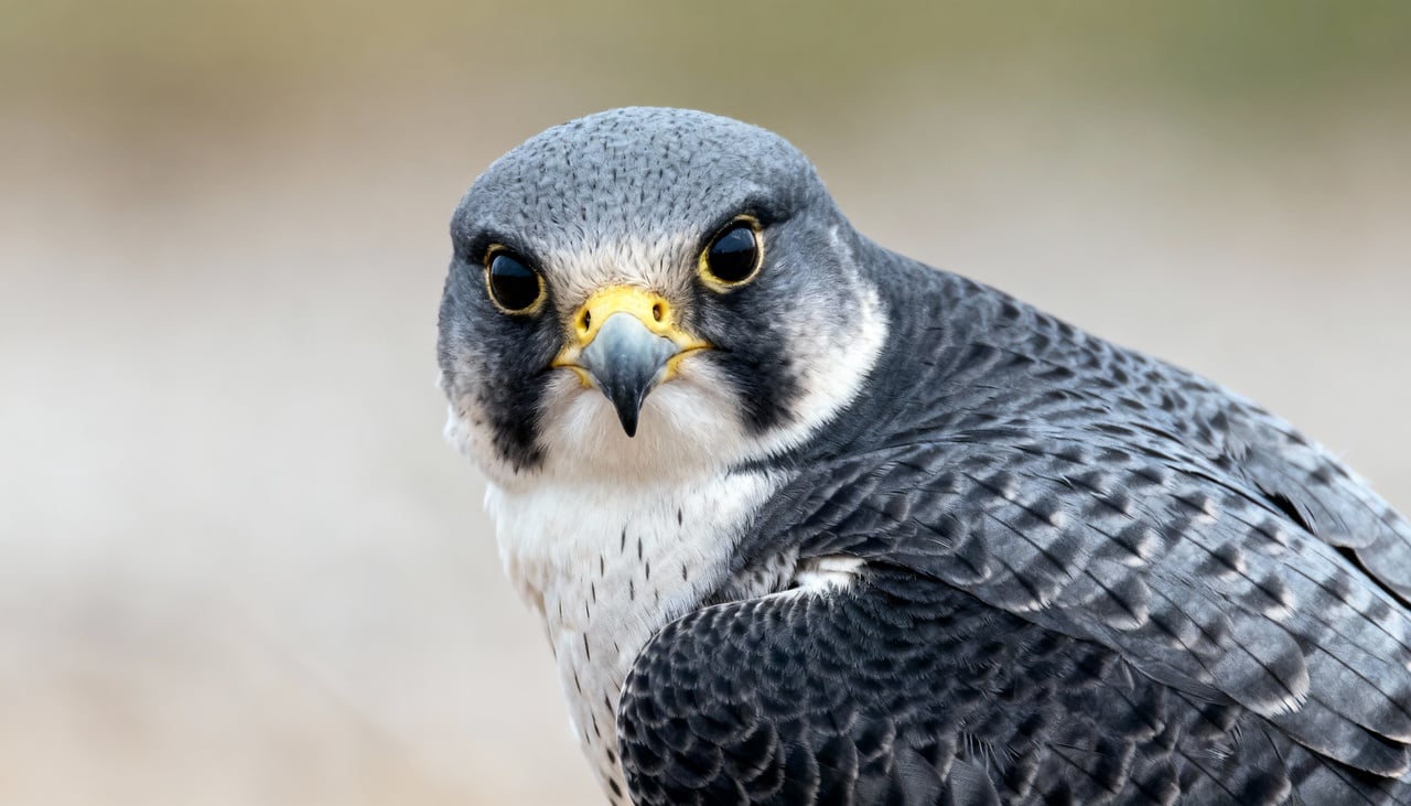 O falcões-de-amur (Falco amurensis) destaca-se por sua migração de longa distância