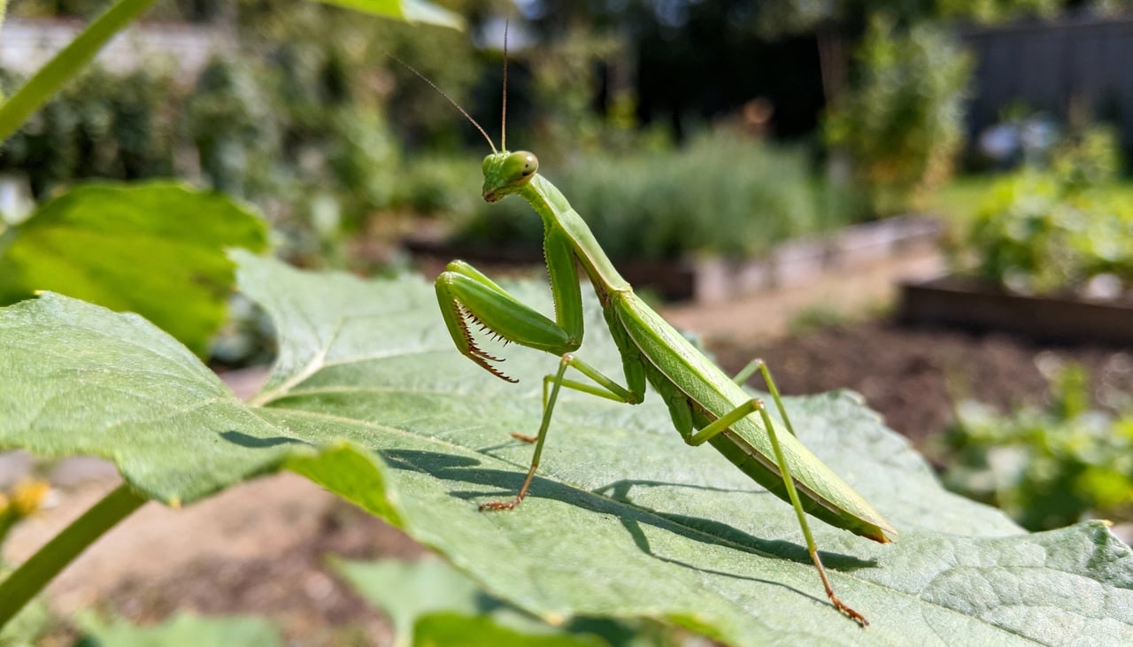 O louva-a-deus pode ser reconhecido pela postura ereta e pelas patas dianteiras dobradas