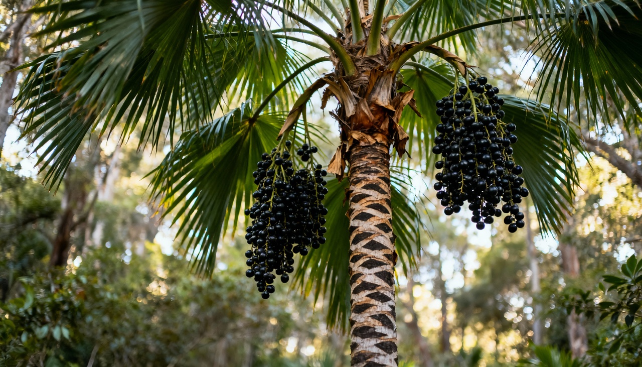 Essa palmeira de folhas em leque se destaca pelo comprimento de suas folhas