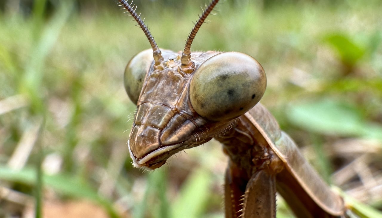 O louva-a-deus pode ser reconhecido pela postura ereta e pelas patas dianteiras dobradas