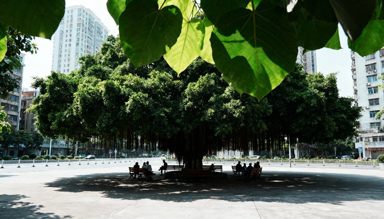 A presença de plantas, tanto em áreas internas quanto externas, desempenha múltiplas funções no resfriamento do ambiente.