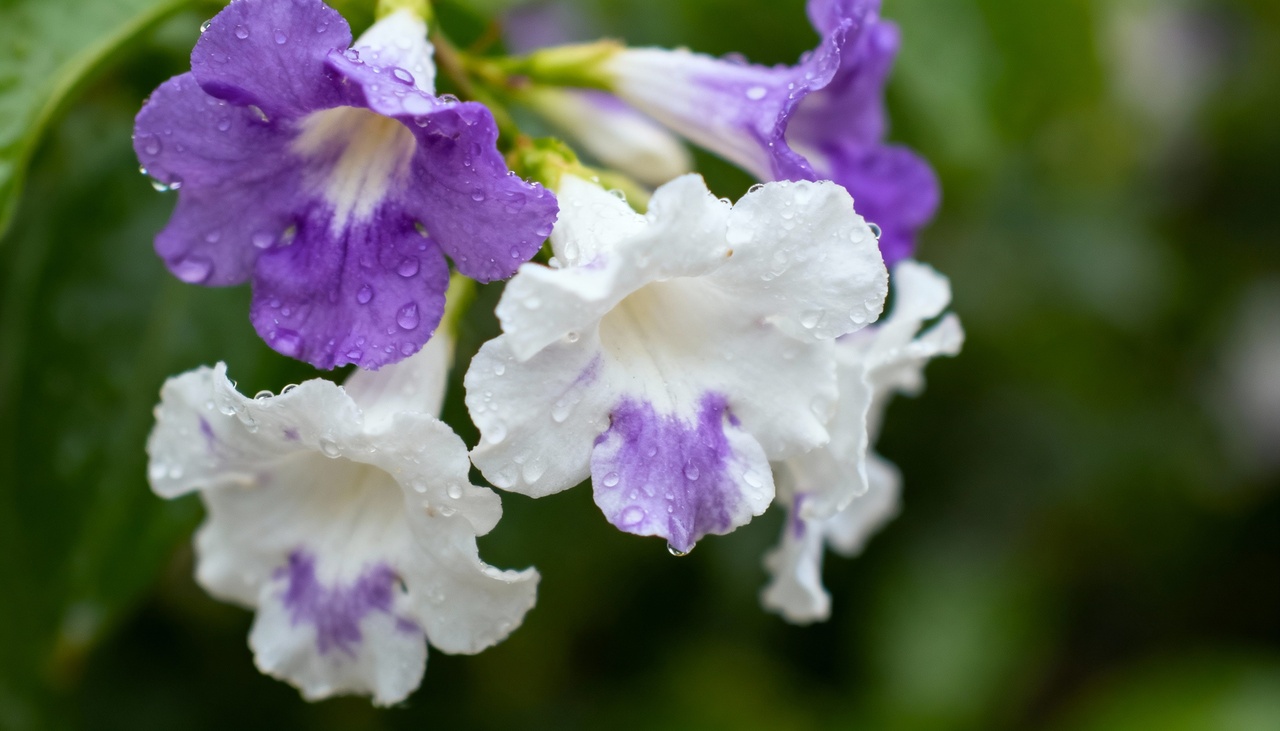 A adaptabilidade do Manacá ao cultivo em vasos faz dele uma excelente opção para varandas e pequenos jardins