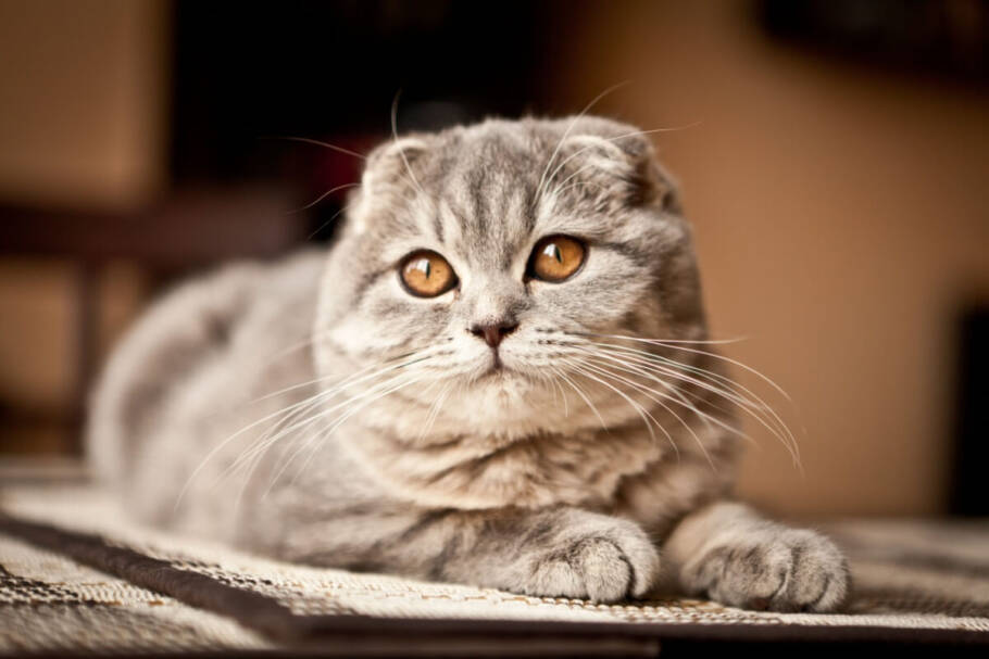 O scottish fold costuma criar laços fortes com o tutor e gosta de acompanhar as atividades diárias (Imagem: Andrey Tairov | Shutterstock)