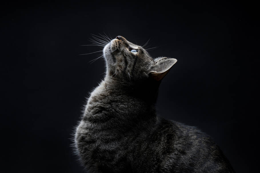 Entenda por que gatos patrulham a casa em silêncio à noite