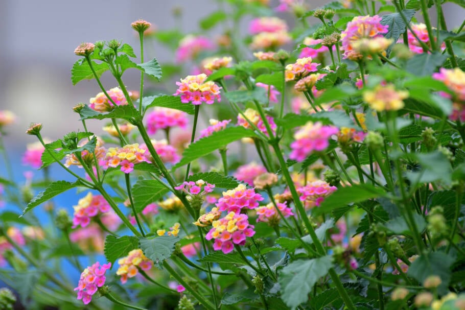 Quanto mais calor, mais a lantana floresce