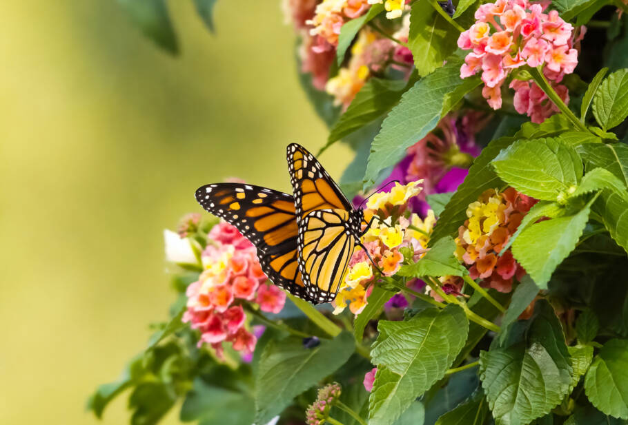Lantana é uma flor resistente que atrai borboletas para o jardim