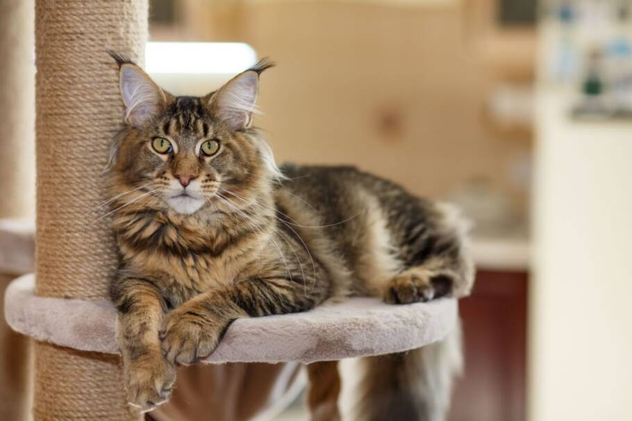 O maine coon tem um comportamento amigável e brincalhão (Imagem: photosbelkina | Shutterstock)