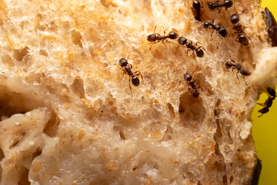 O cravo-da-índia, segundo um antigo método asiático, afasta formigas sem produtos químicos