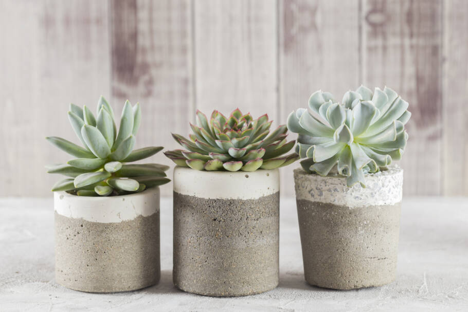 Estas pequenas plantas, além de compactas, exigem pouco cuidado