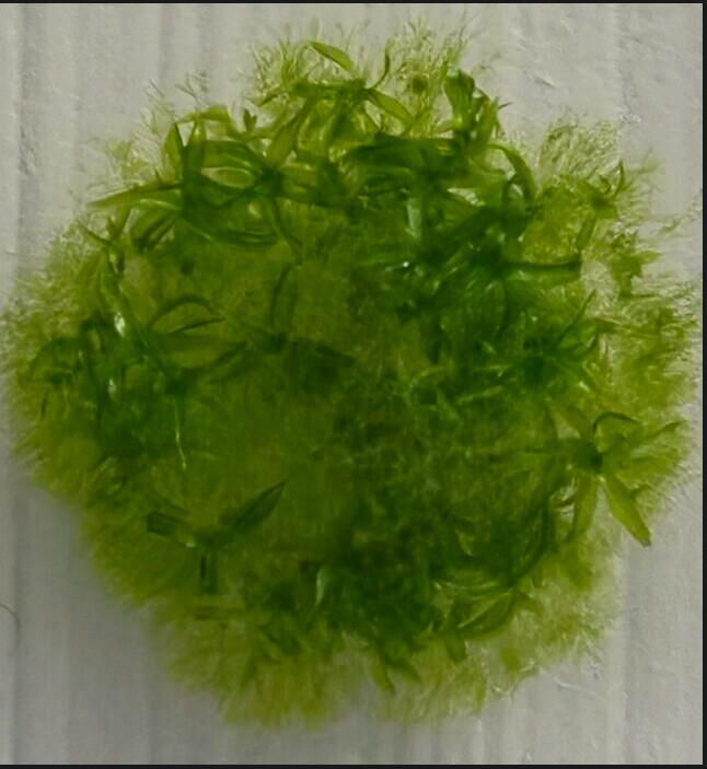 Muitos dos esporos germinaram com sucesso após suas viagens extremas. (Chang-hyun Maeng e Maika Kobayashi)