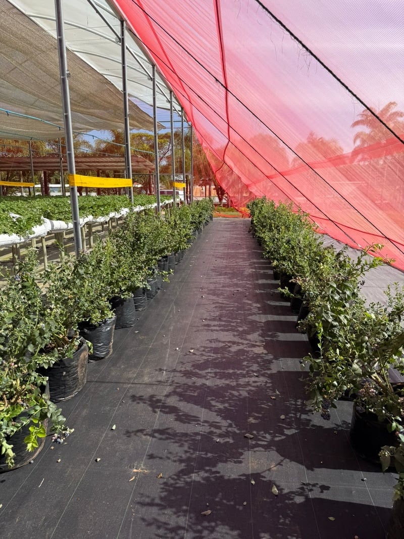 A colheita de mirtilos é nova atração do Parque Maeda, em Itu (SP)