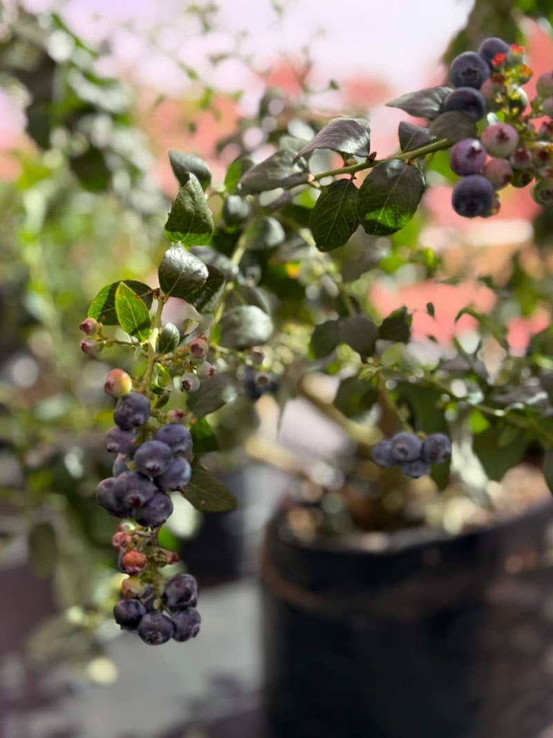 A fruta pode ser consumida em sua forma natural ou adicionada a sucos, vitaminas, sobremesas e chás