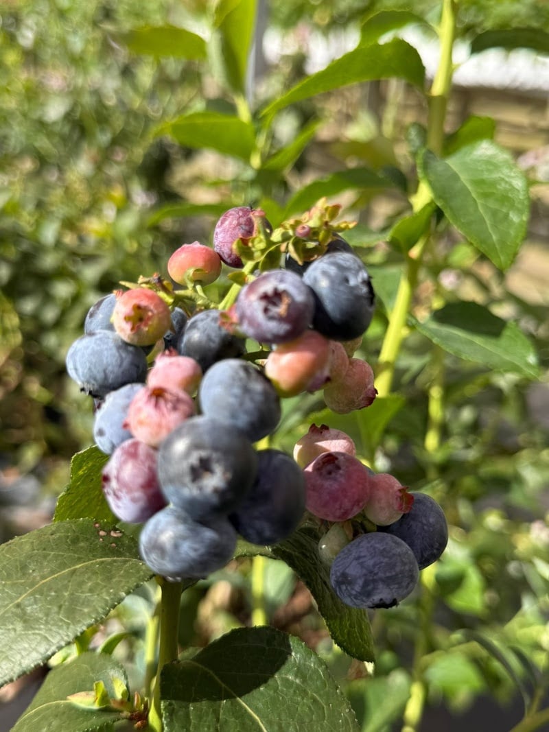Para viver a experiência da colheita de mirtilos, basta adquirir o Passaporte Day Use do Parque Maeda