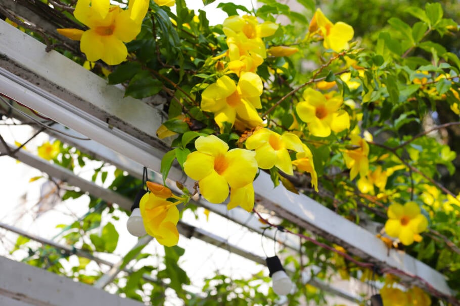 Por ser trepadeira e arbustiva, a alamanda pode ser conduzida em muros, pergolados, grades ou suportes
