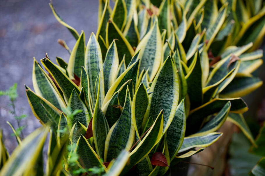 A espada de São Jorge cresce sozinha, suporta longos períodos sem água e pode prosperar tanto no sol, quanto na sombra