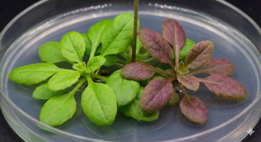 Arabidopsis thaliana, uma planta que revela problemas ambientais ao alterar sua coloração natural