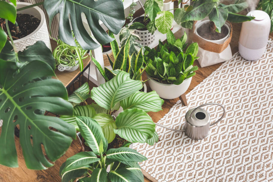 É possível levar o verde mesmo para ambientes pequenos; veja qual planta usar em varandas estreitas