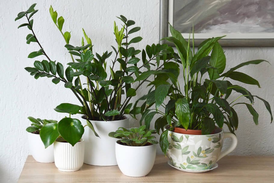 A zamioculca é uma planta fácil de cuidar que se desenvolve em qualquer cantinho da casa