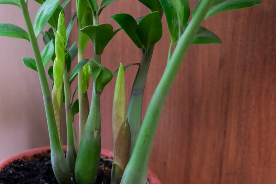 Zamioculca é uma planta que cresce de forma lenta, mas contínua