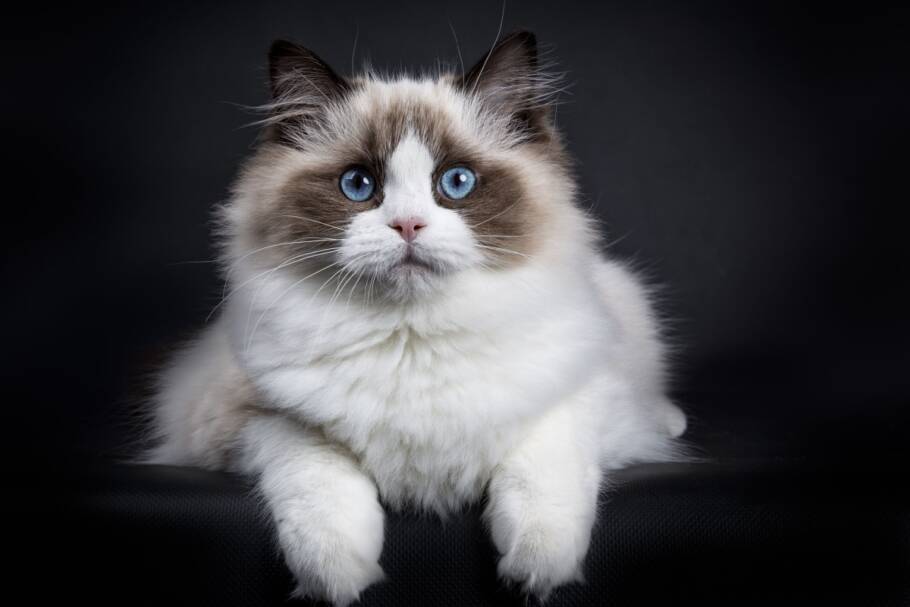 O ragdoll é conhecido por ser calmo e afetuoso (Imagem: Nynke van Holten | Shutterstock)