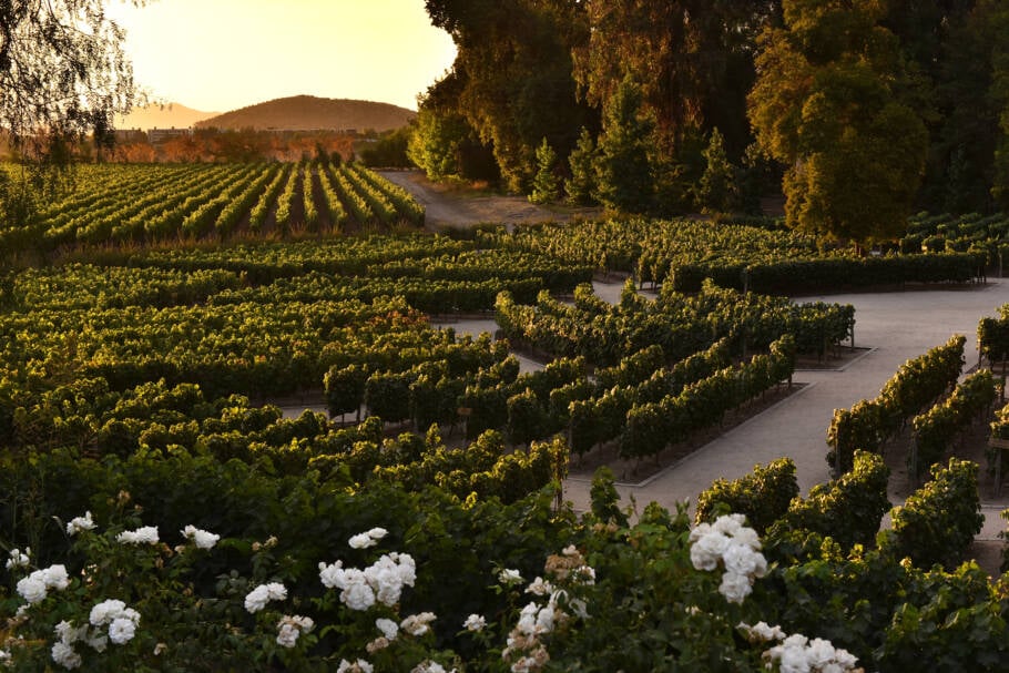 Jardins do novo Centro del Vino da vinícola Concha y Toro