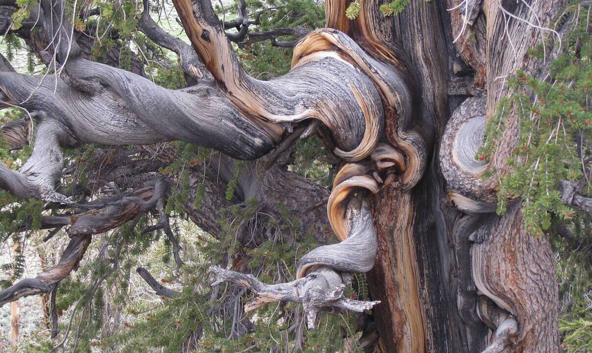 Prometeu: A árvore que viveu 5.000 anos e foi derrubada por erro humano – Créditos: (Dcrjsr, CC BY 3.0, via Wikimedia Commons)