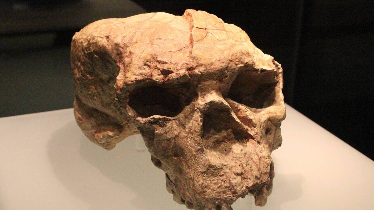 O fóssil Yunxian 2 foi descoberto em 1990 mas permaneceu classificado erroneamente como Homo erectus por décadas – Créditos: (Gary Todd from Xinzheng, China, CC0, via Wikimedia Commons)