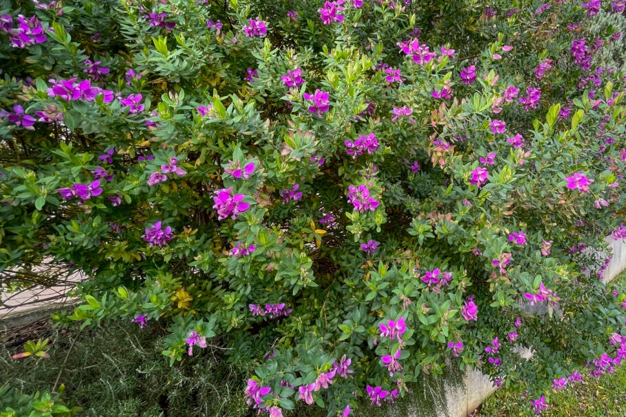 A mirra-de-jardim (ou Polygala myrtifolia floresce o ano todo