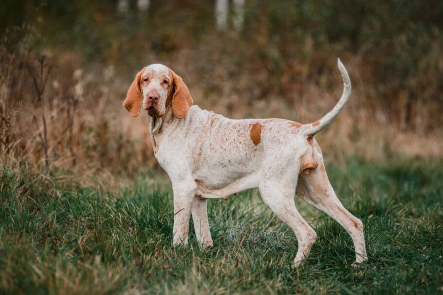 O bracco italiano é um cão ativo, resistente e com grande habilidade para seguir trilhas (Imagem: olgagorovenko | Shutterstock)