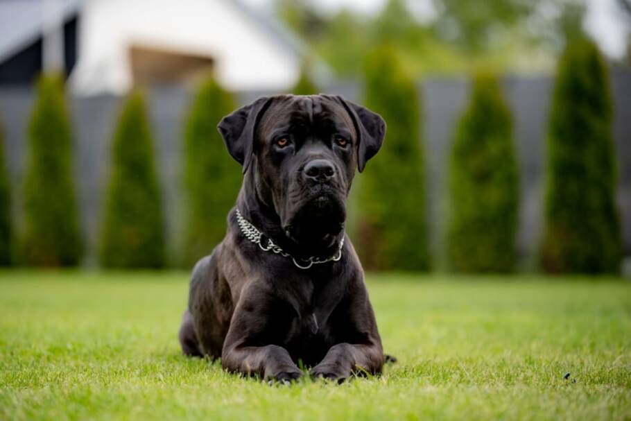 O cane corso é conhecido por ser um excelente cão de guarda, atento e protetor (Imagem: RobertArt| Shutterstock)