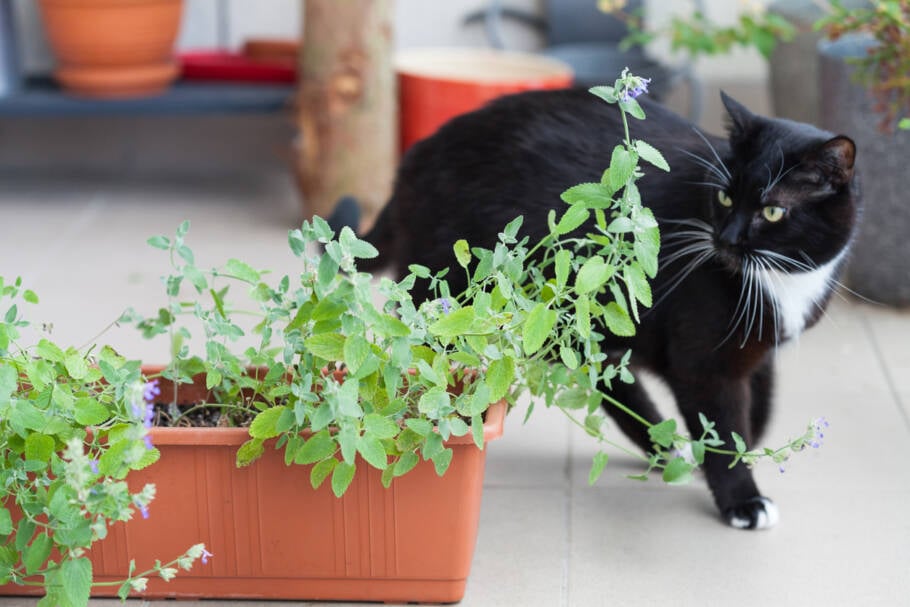 Ter plantas adequadas para os gatos em casa aumenta o bem-estar dos felinos