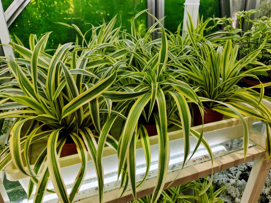 Clorofito é muito fácil de cuidar e bastante resistente, adaptando-se bem a ambientes internos e externos