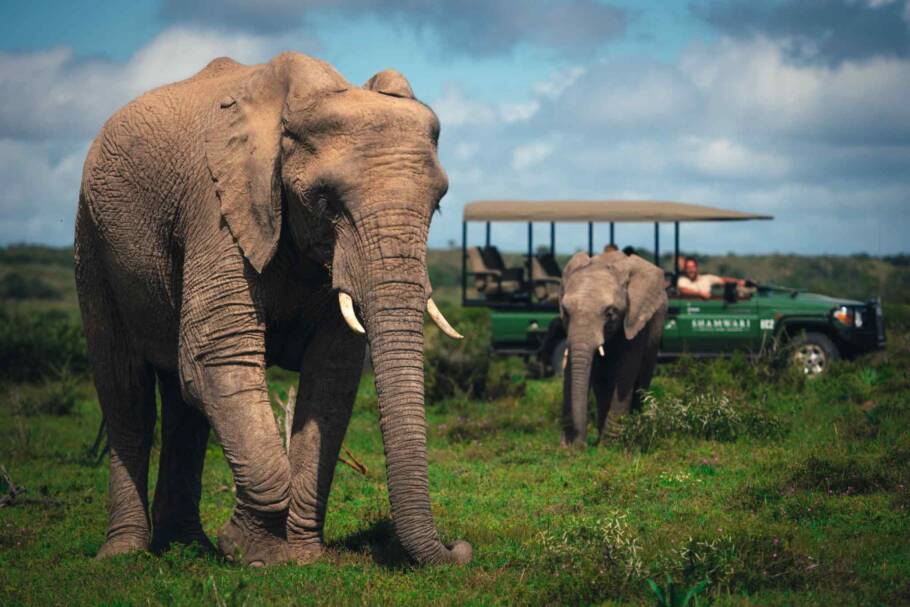 Turistas observam elefantes durante safári na Shamwari Private Game Reserve, na África do Sul