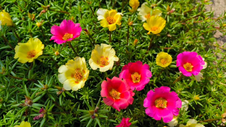 Flores conhecidas como onze-horas ou portulaca são resistentes e de fácil cultivo