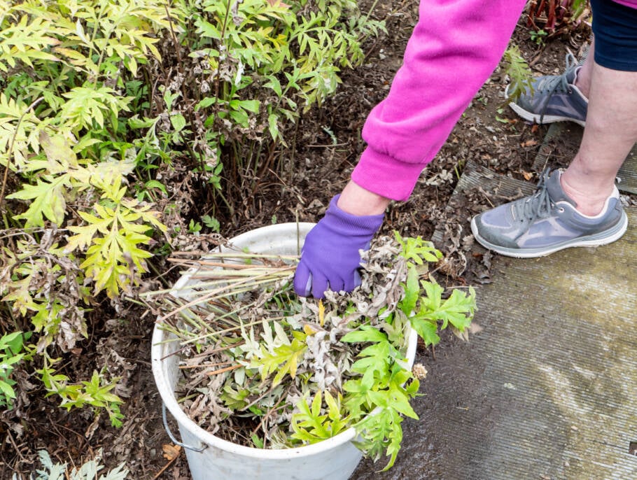 Folhas que iriam para o lixo podem virar fertilizante