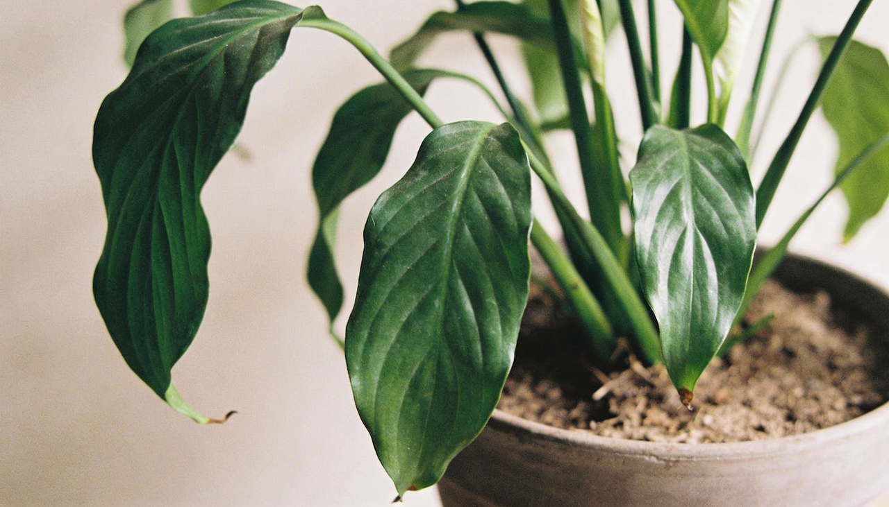 Ao contrário do que muita gente pensa, o açúcar não alimenta a planta diretamente da mesma forma que alimenta a gente