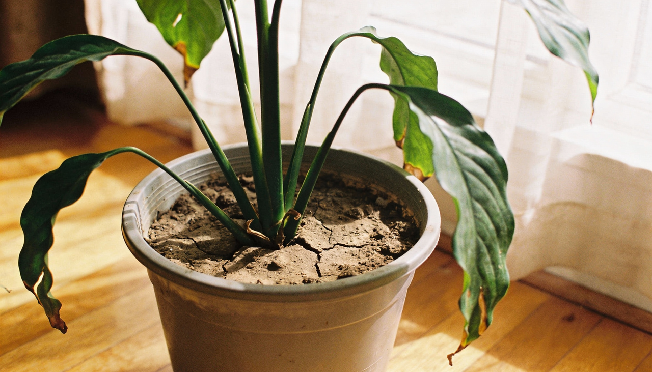 Ao contrário do que muita gente pensa, o açúcar não alimenta a planta diretamente da mesma forma que alimenta a gente